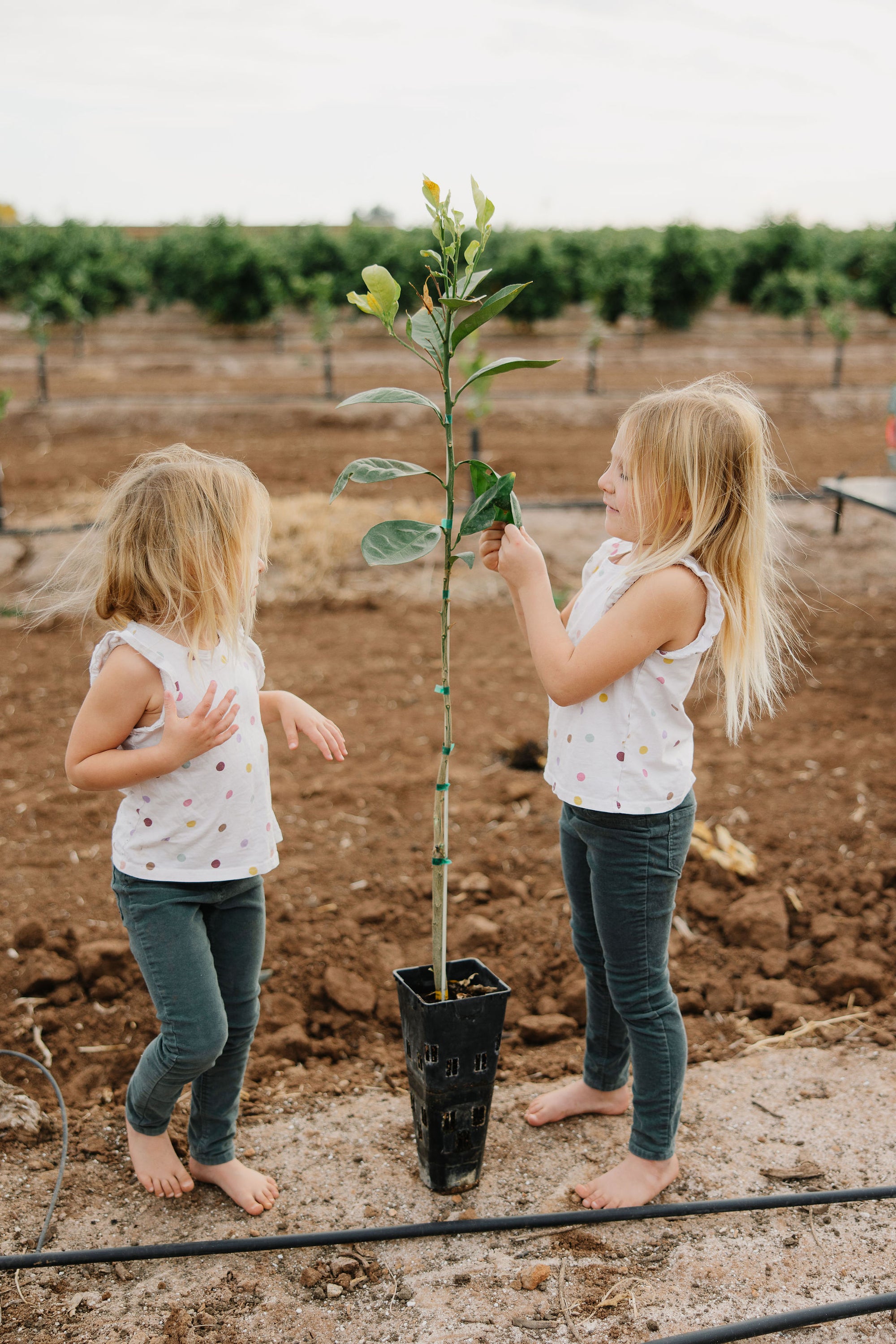 Orange Trees