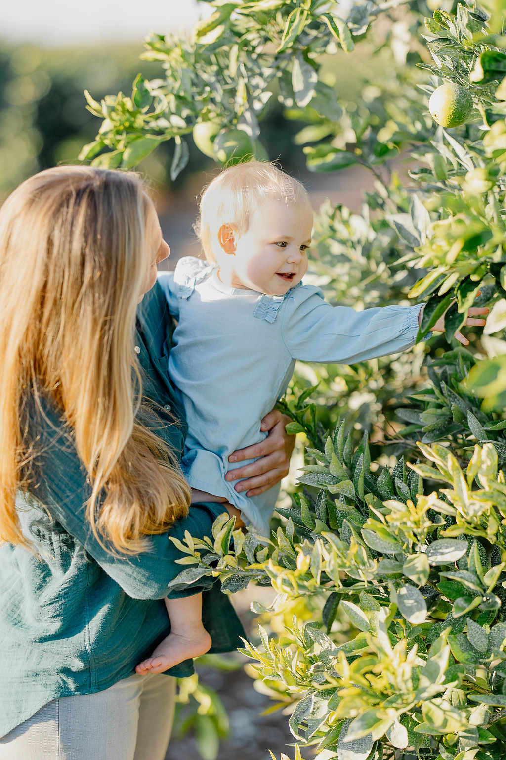 The Cooke family walking through orange trees at Novelty Farming.