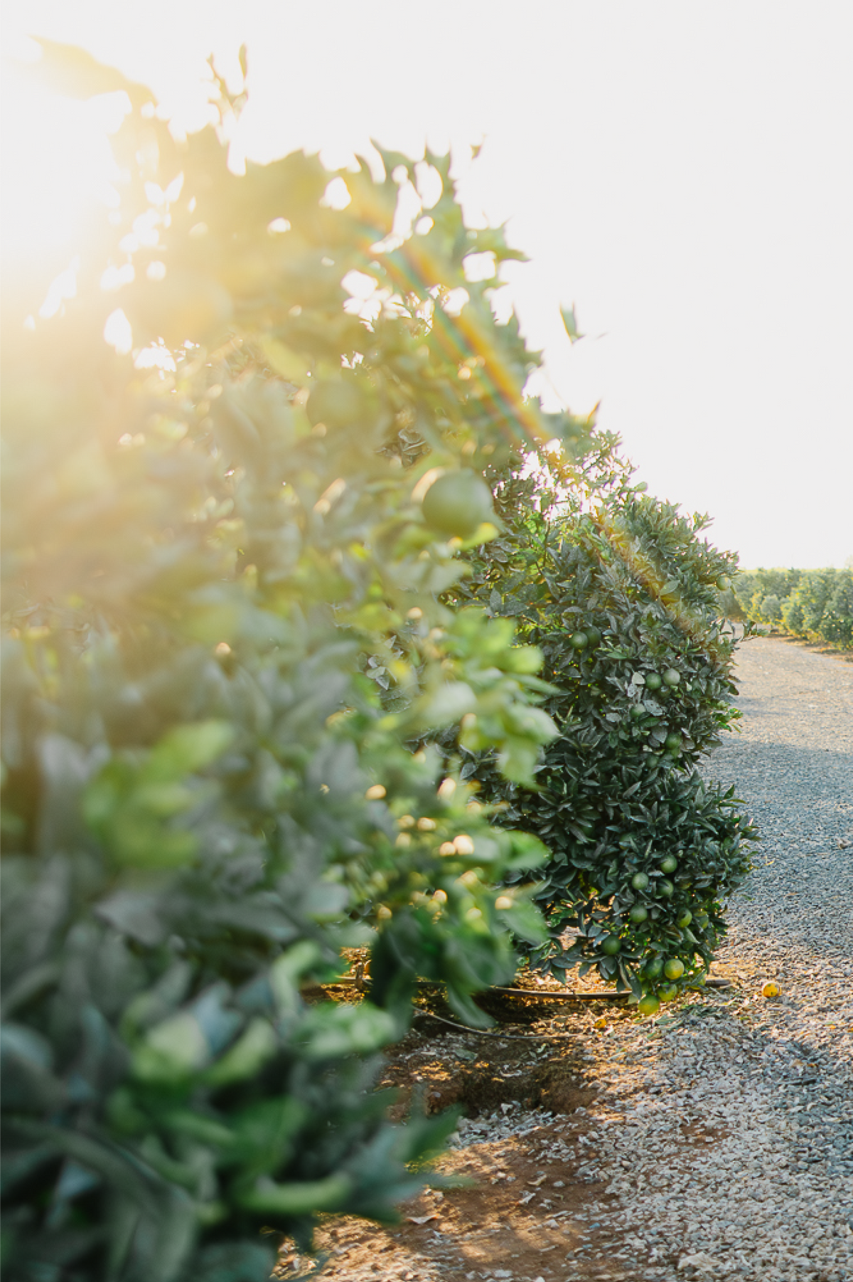 Orange trees for sale by Novelty Farming.